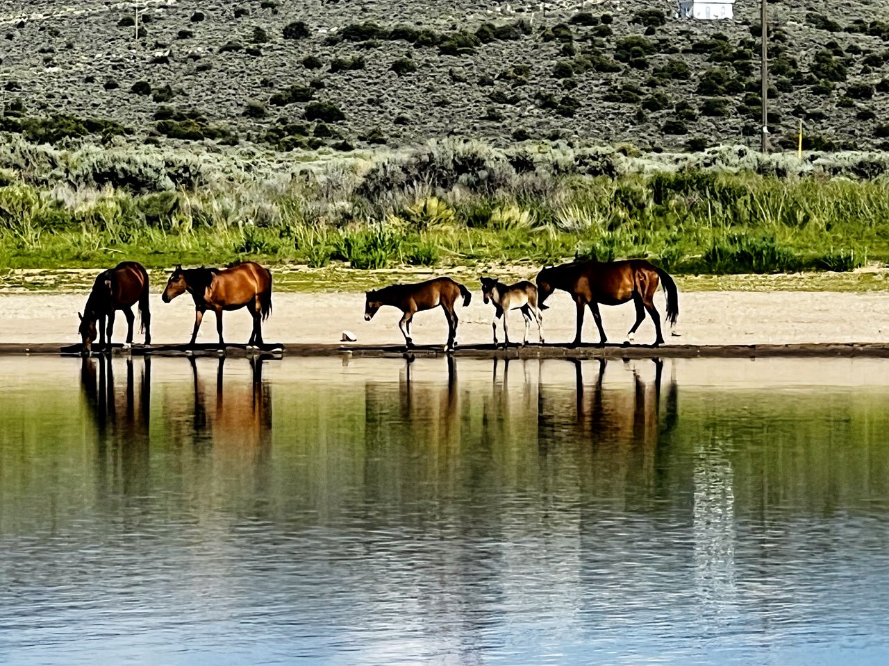 Spacious Camper on a Llama Rescue Ranch with Stunning Views near Questa, New Mexico
