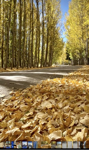 Log Cabins (Argentina, Uspallata, Mendoza)