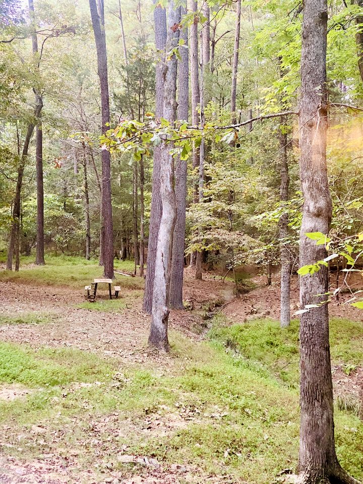 Unique Spacious Dome Nestled in the Forest for a Peaceful Glamping Retreat near Chapel Hill, North Carolina