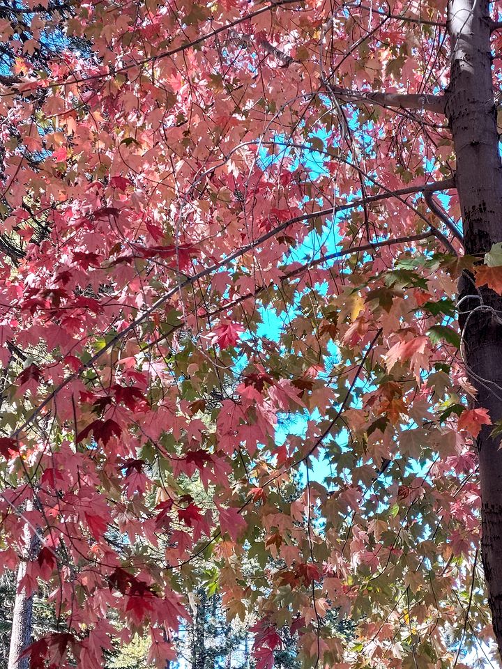 Cute Quiet Cottage in the San Bernardino Mountains for a Peaceful Family Retreat in Green Valley Lake, California