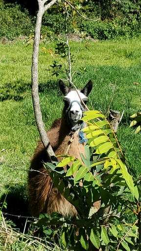 Domes (Ecuador, Peribuela, Imbabura)