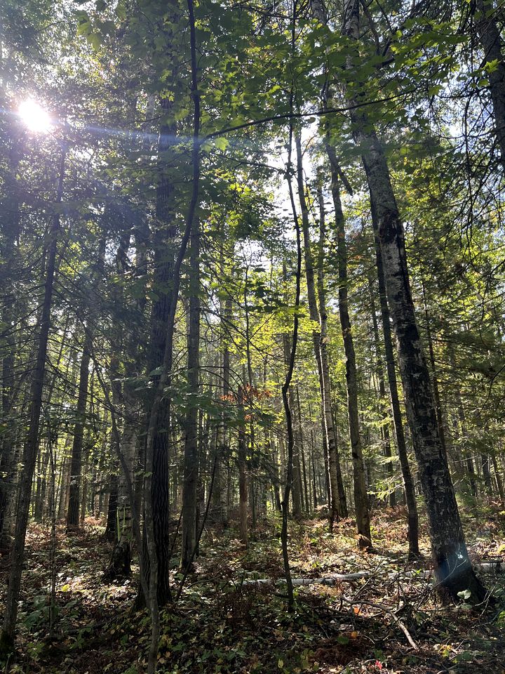 Gorgeous Birches Pod in the Woods for a Memorable Glamping Experience near Lake Superior in Wisconsin
