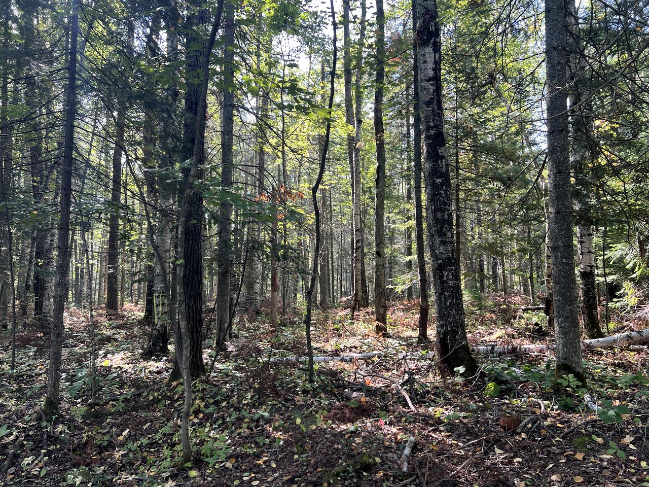Gorgeous Birches Pod in the Woods for a Memorable Glamping Experience near Lake Superior in Wisconsin