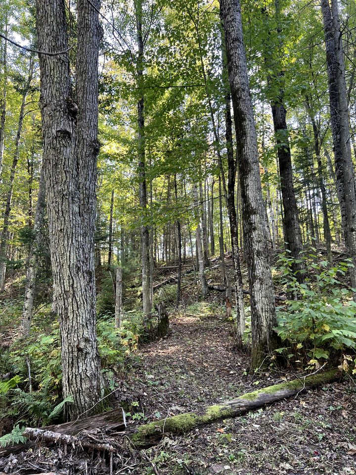 Gorgeous Birches Pod in the Woods for a Memorable Glamping Experience near Lake Superior in Wisconsin