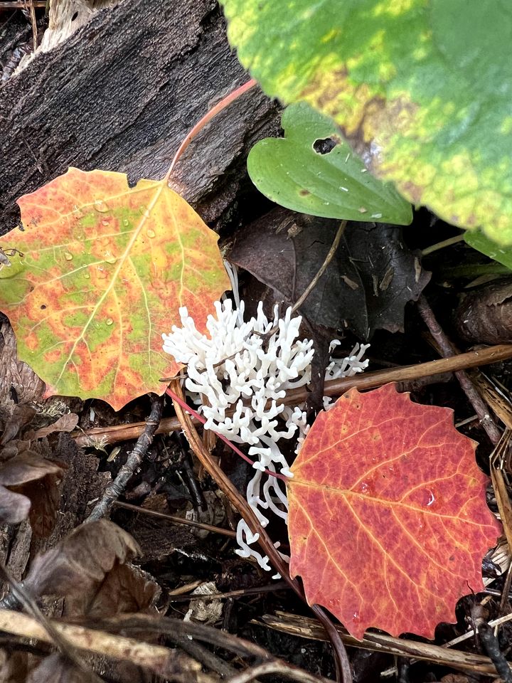 Luxurious White Pine Pod for Two Nestled in the Woods for an Unforgettable Glamping Getaway by Lake Superior in Wisconsin