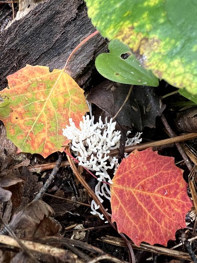 Pods (United States of America, Washburn, Wisconsin)