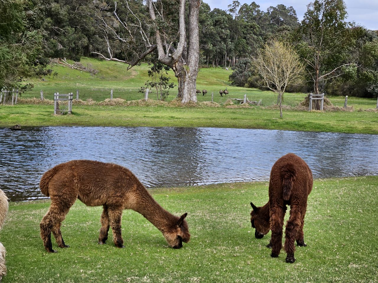 Luxurious Bell Tent for a Peaceful Romantic Escape in Nature near Nannup, Western Australia