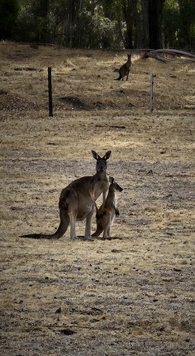 Safari Tents (Australia, Nannup, Western Australia)