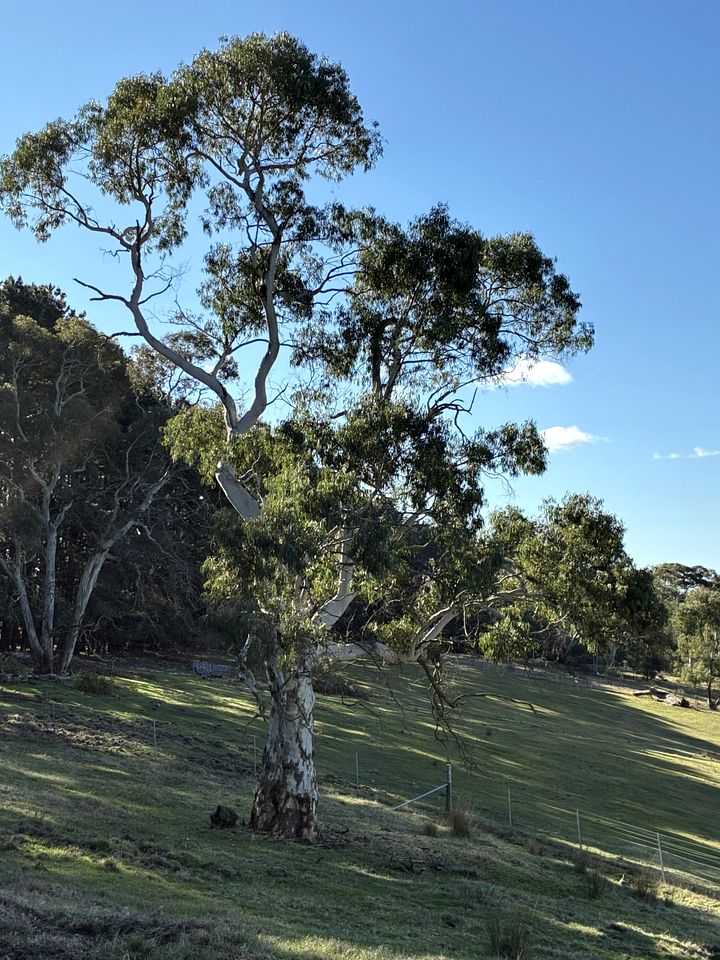 Cozy Bell Tent for a Unique Romantic Getaway near Rydal, New South Wales