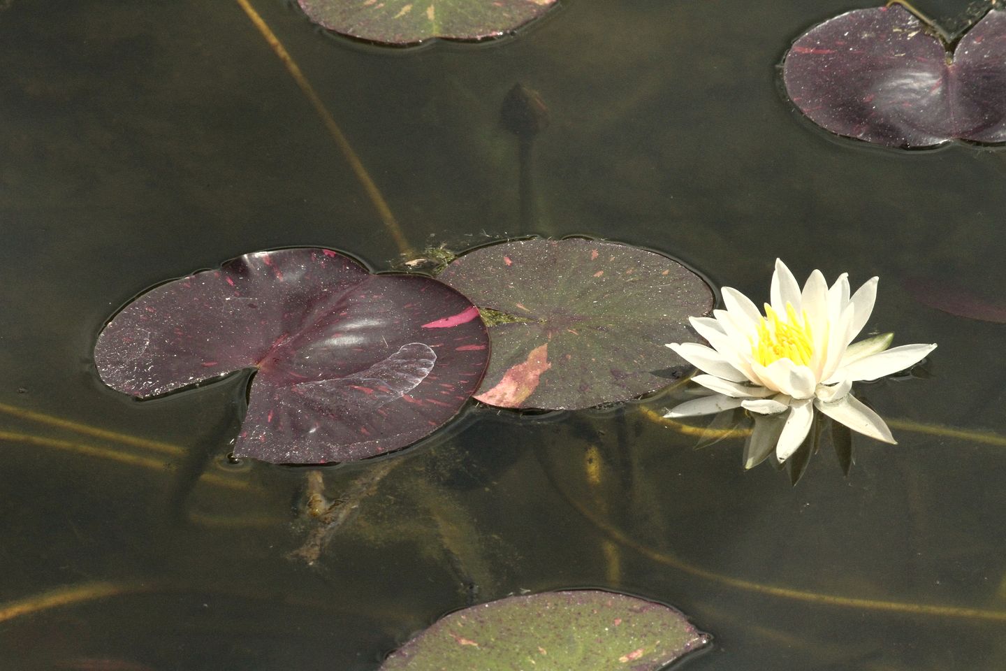 Cozy Studio Cabin with Beautiful Mountain Views in Peribuela, Ecuador