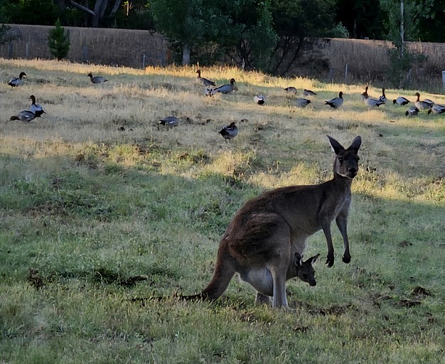 Safari Tents (Australia, Nannup, Western Australia)