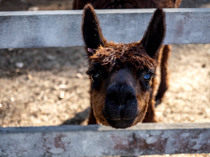 Safari Tents (Australia, Nannup, Western Australia)