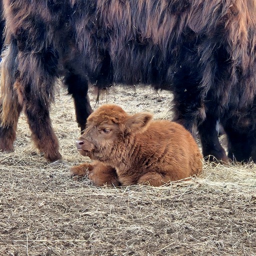 Safari Tents (Australia, Nannup, Western Australia)