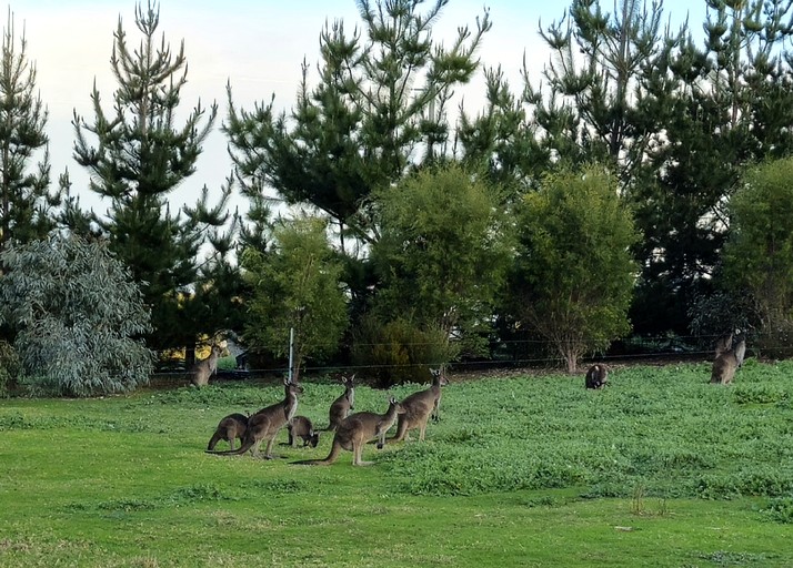 Safari Tents (Australia, Nannup, Western Australia)