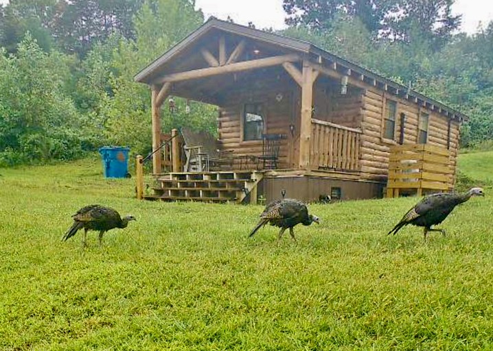 Cozy Studio Cabin Surrounded by Nature for a Peaceful Getaway near Gallipolis, Ohio
