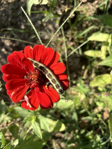 Cabins (United States of America, Gallipolis, Ohio)