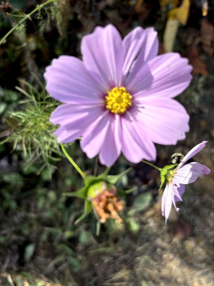 Cozy Studio Cabin Surrounded by Nature for a Peaceful Getaway near Gallipolis, Ohio
