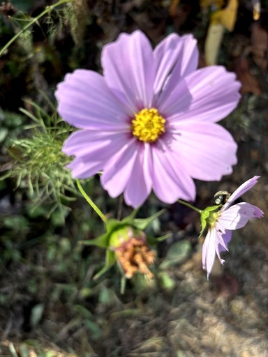 Cabins (United States of America, Gallipolis, Ohio)