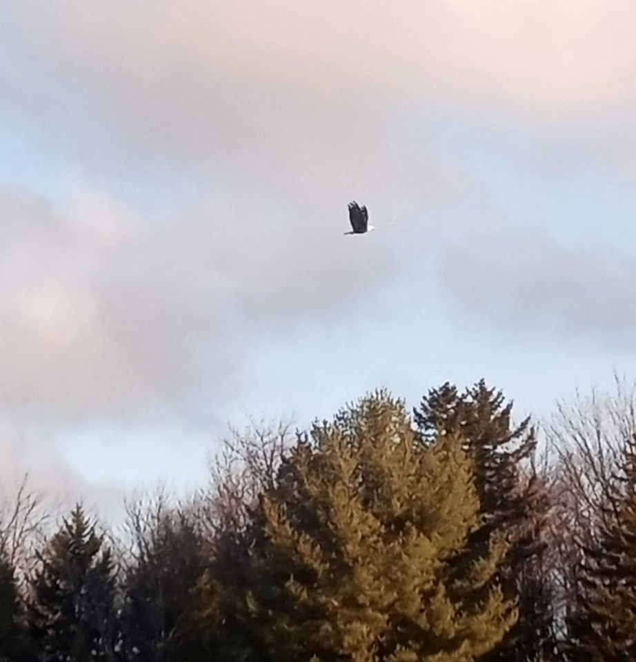 Gorgeous Yurt in the Adirondacks for a Unique Glamping Getaway near Minerva, New York