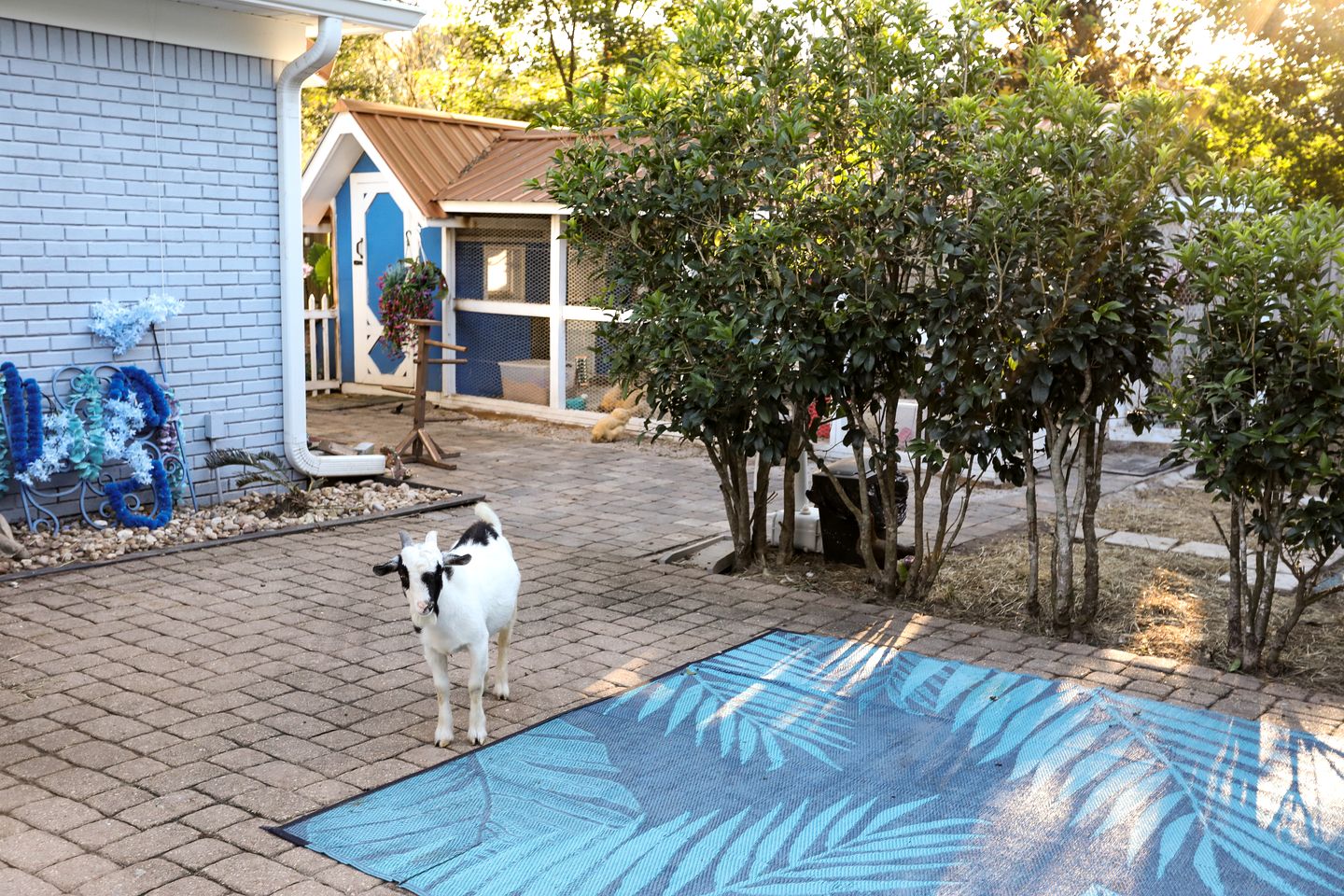 Cute Tiny Home with Animals near the Gulf Coast in Navarre, Florida