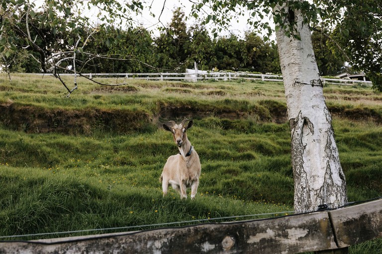 Bell Tents (New Zealand, Tauranga, Bay of Plenty)