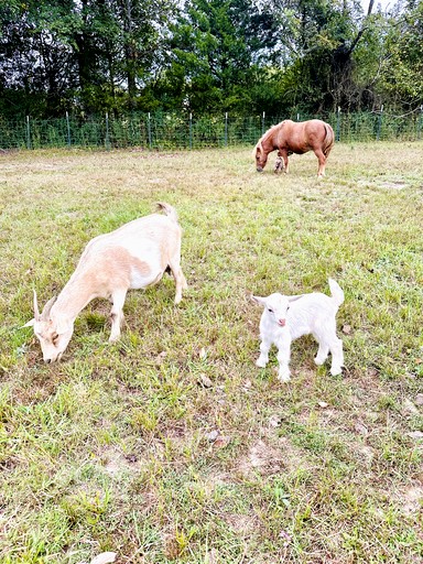 Vacation Rentals (United States of America, Hot Springs National Park, Arkansas)