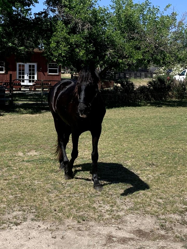Cozy Rustic Cabin on a Working Horse Ranch for a Unique Getaway in Granite Bay, California