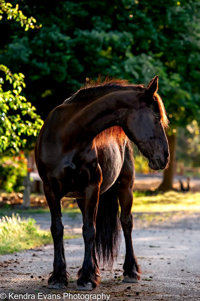 Cozy Rustic Cabin on a Working Horse Ranch for a Unique Getaway in Granite Bay, California