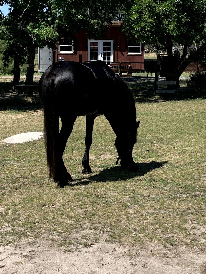 Cozy Rustic Cabin on a Working Horse Ranch for a Unique Getaway in Granite Bay, California