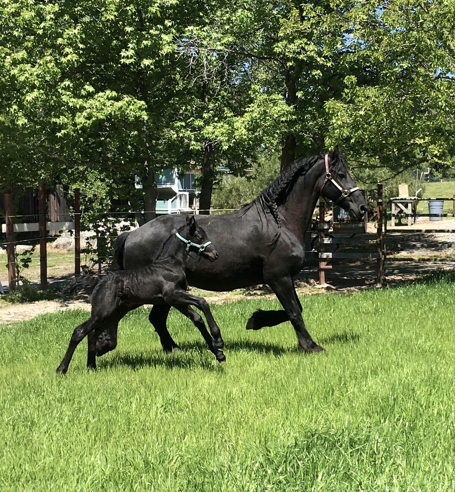 Cozy Rustic Cabin on a Working Horse Ranch for a Unique Getaway in Granite Bay, California