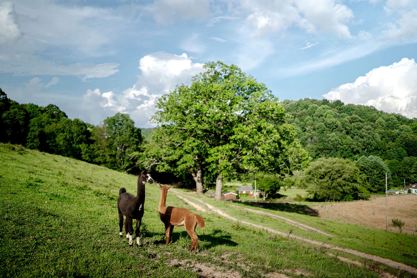 Gorgeous Yurt on a Beautiful Farm with Incredible Views for a Unique Glamping Getaway near North Tazewell, Virginia