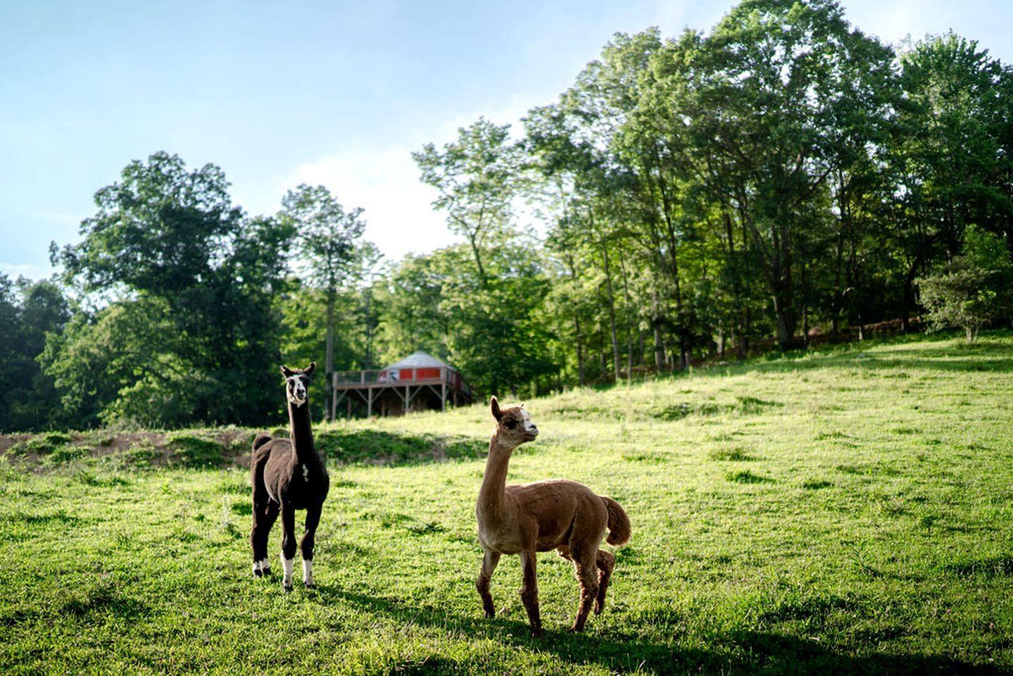 Gorgeous Yurt on a Beautiful Farm with Incredible Views for a Unique Glamping Getaway near North Tazewell, Virginia