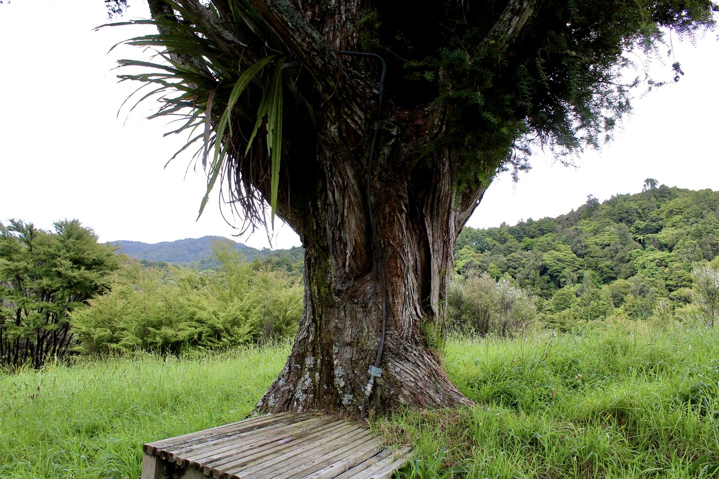 Incredible Off-Grid Cabin with Breathtaking Views for a Peaceful Escape in Nature near Whangarei, New Zealand