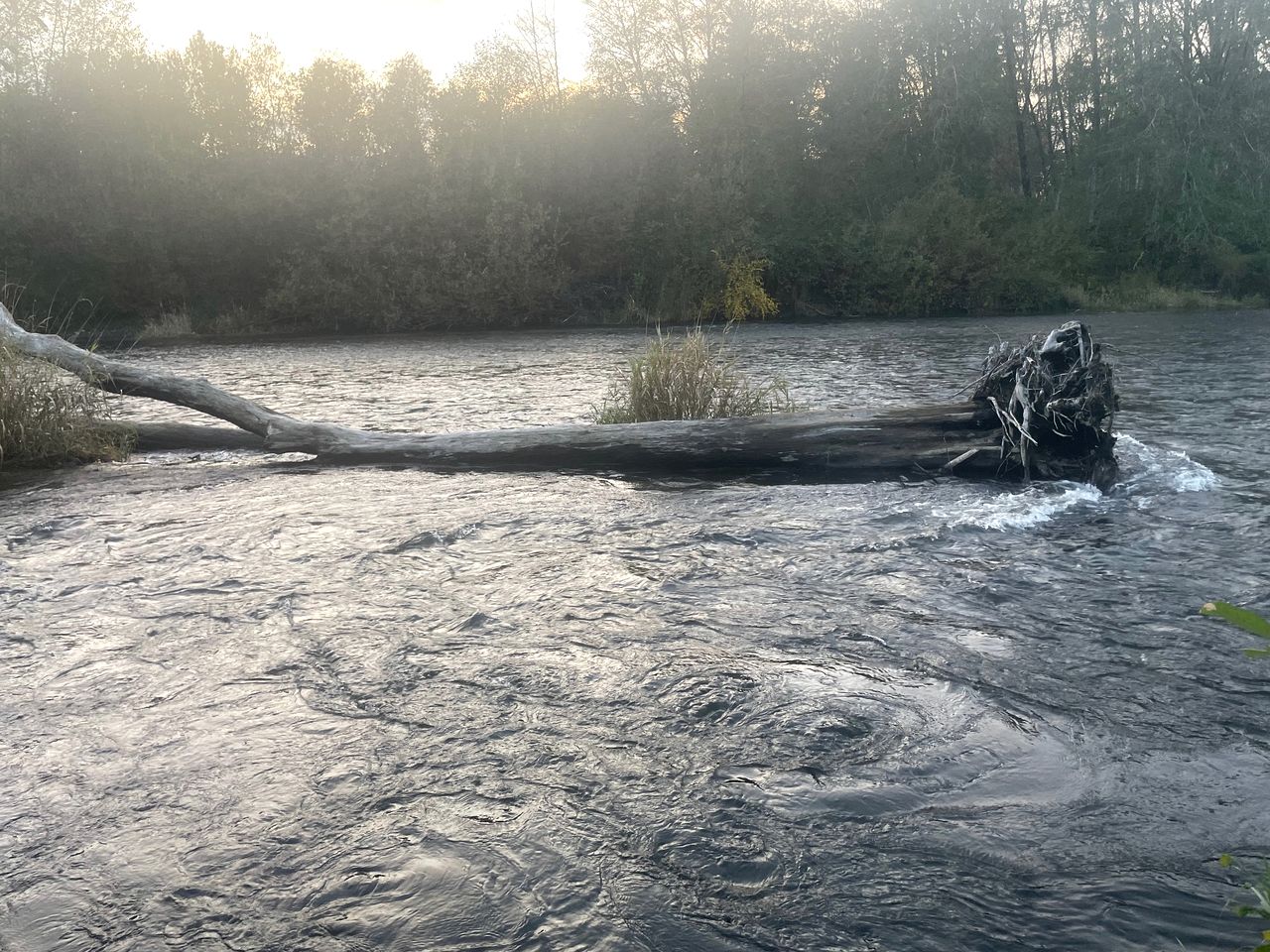 Modern Tiny Cabin on the Bank of the Satsop River near Montesano, Washington
