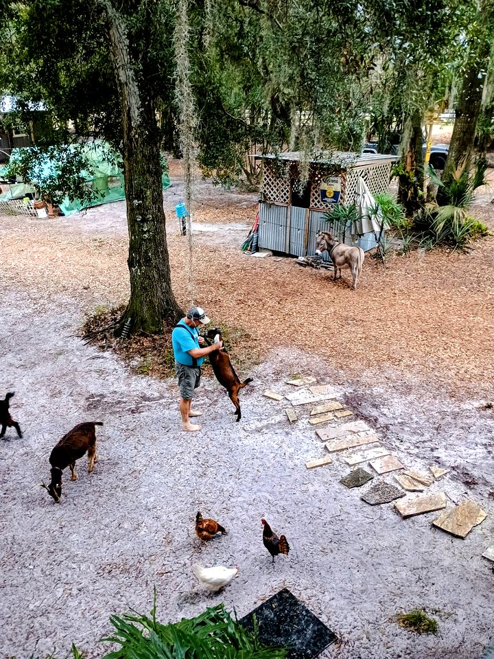 Unique Tiny House on a Small Goat Farm for a Fantastic Glamping Getaway in DeLand, Florida