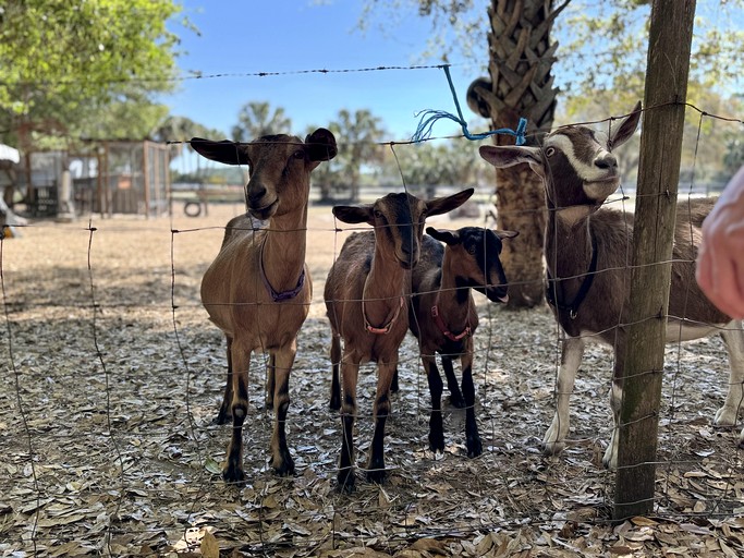 Tiny Houses (United States of America, --, Florida)