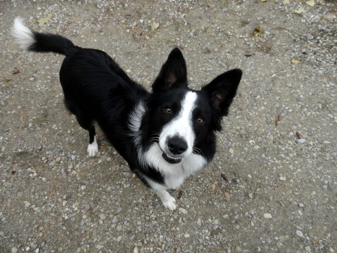 Cute Cozy Tiny House Surrounded by Trees for a Unique Couples Escape in Mt Forest, Ontario
