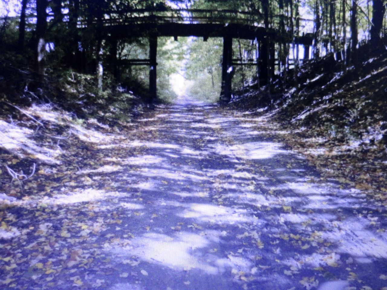 Cute Cozy Tiny House Surrounded by Trees for a Unique Couples Escape in Mt Forest, Ontario