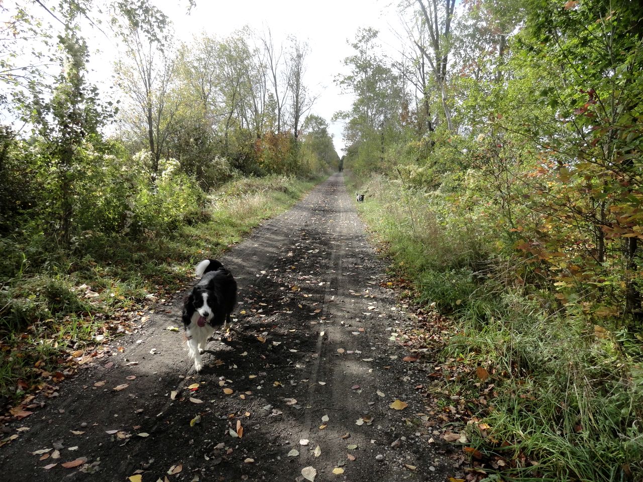 Cute Cozy Tiny House Surrounded by Trees for a Unique Couples Escape in Mt Forest, Ontario