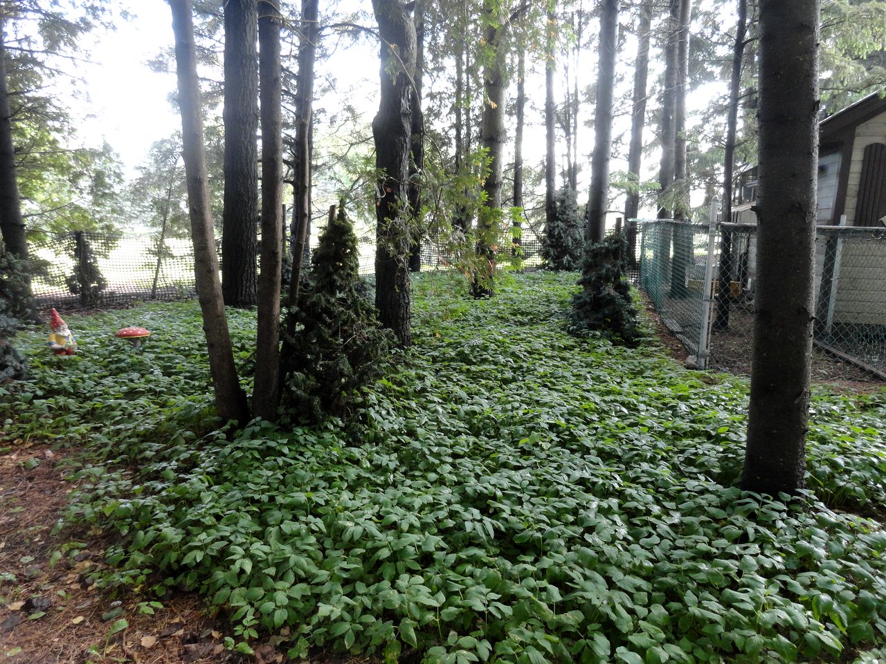 Cute Cozy Tiny House Surrounded by Trees for a Unique Couples Escape in Mt Forest, Ontario