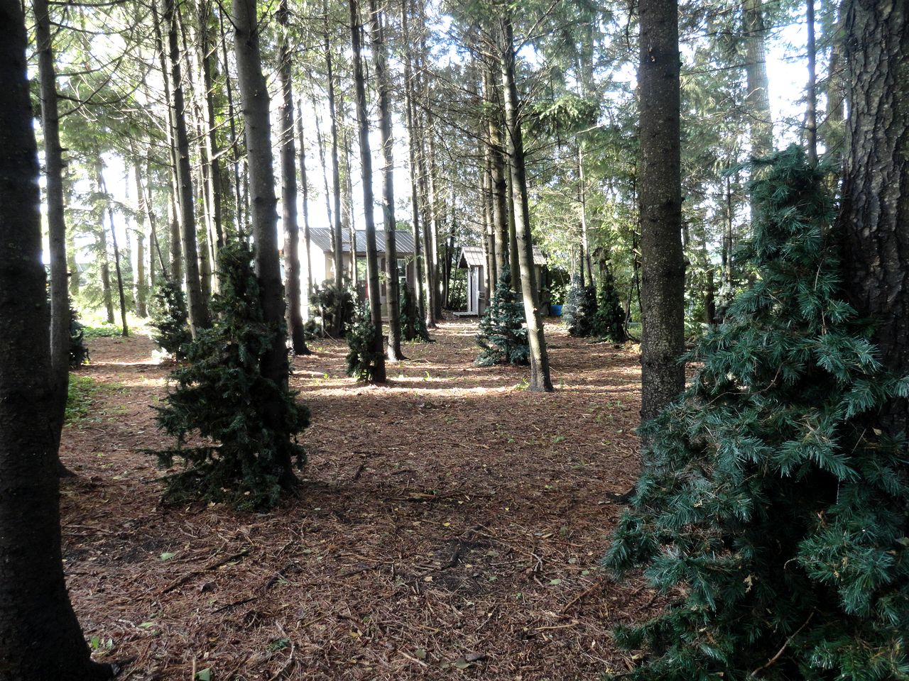 Cute Cozy Tiny House Surrounded by Trees for a Unique Couples Escape in Mt Forest, Ontario