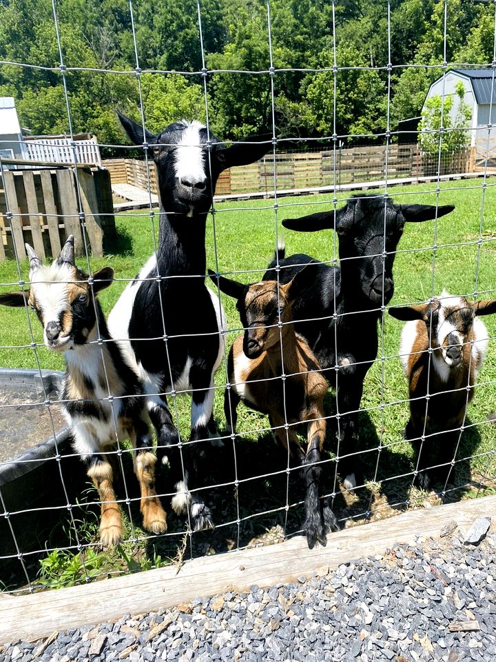 Creekside A-Frame Retreat with Treehouse Views, Hammock Lounge & Indoor-Outdoor Shower in New Port, Tennessee