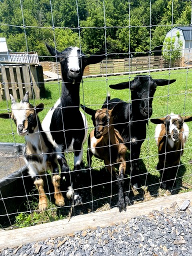 A-Frames (United States of America, --, Tennessee)