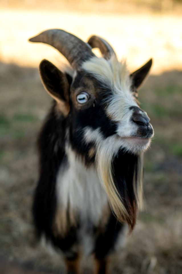 Creekside A-Frame Retreat with Treehouse Views, Hammock Lounge & Indoor-Outdoor Shower in New Port, Tennessee
