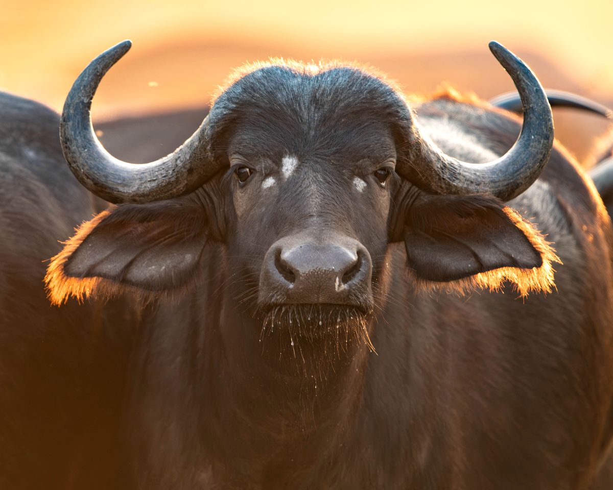 Incredible Tented Cabin with Guided Safaris for an Unforgettable Glamping Experience in Limpopo, South Africa