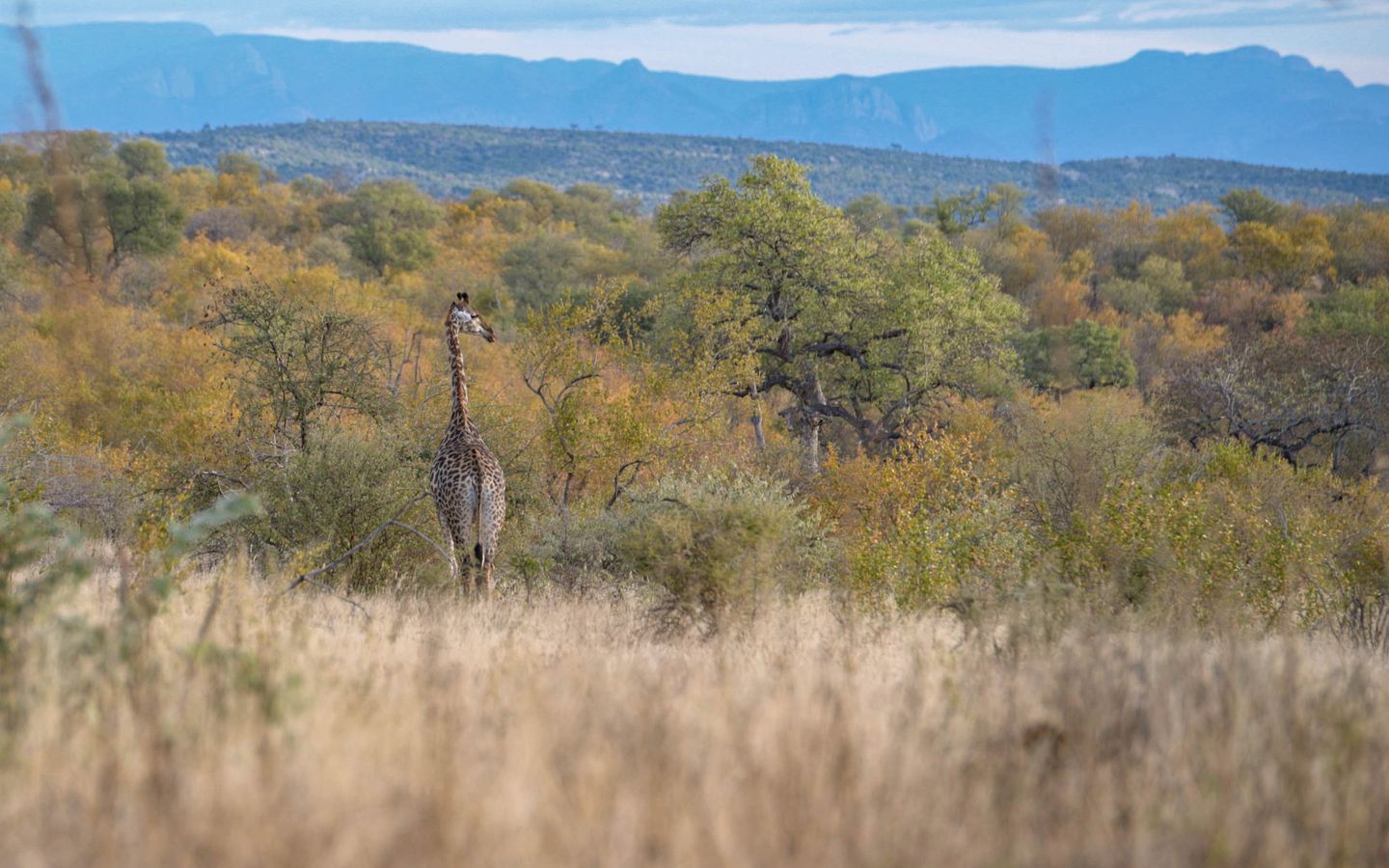 Incredible Tented Cabin with Guided Safaris for an Unforgettable Glamping Experience in Limpopo, South Africa