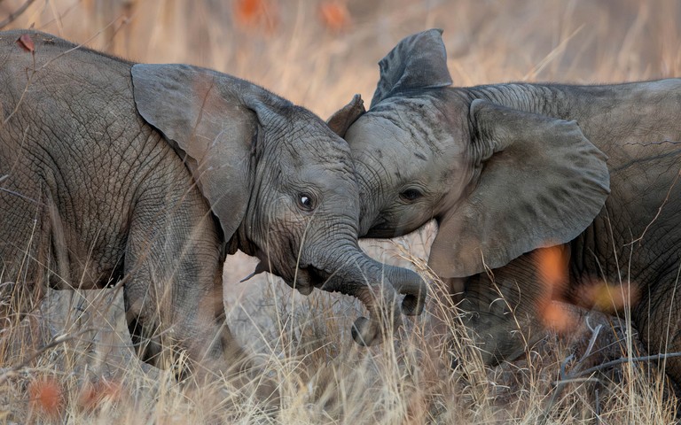 Safari Tents (South Africa, Hoedspruit, Limpopo)