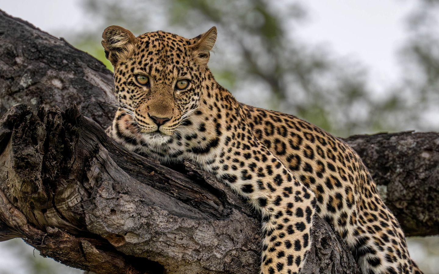 Incredible Tented Cabin with Guided Safaris for an Unforgettable Glamping Experience in Limpopo, South Africa