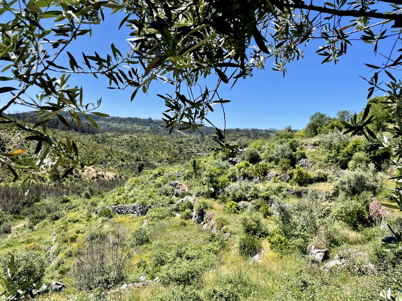 Incredible Spacious Safari Tent with Stunning Views for a Peaceful Glamping Experience near Almoster, Portugal