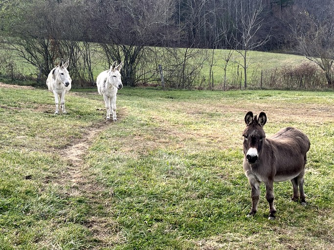 Barns (United States of America, Cullowhee, North Carolina)